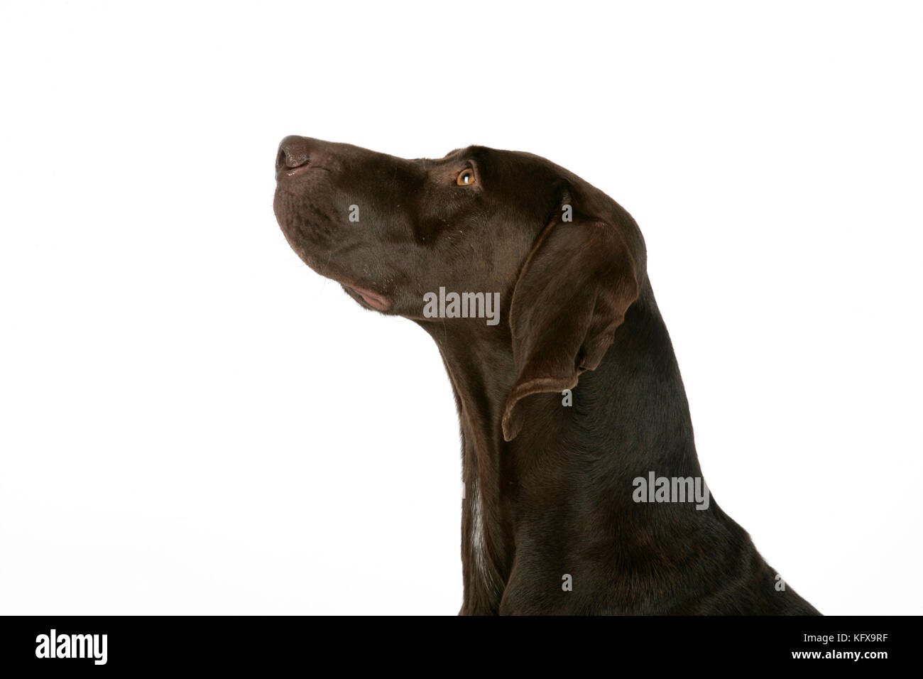 DOG - German shorthaired pointer Stock Photo