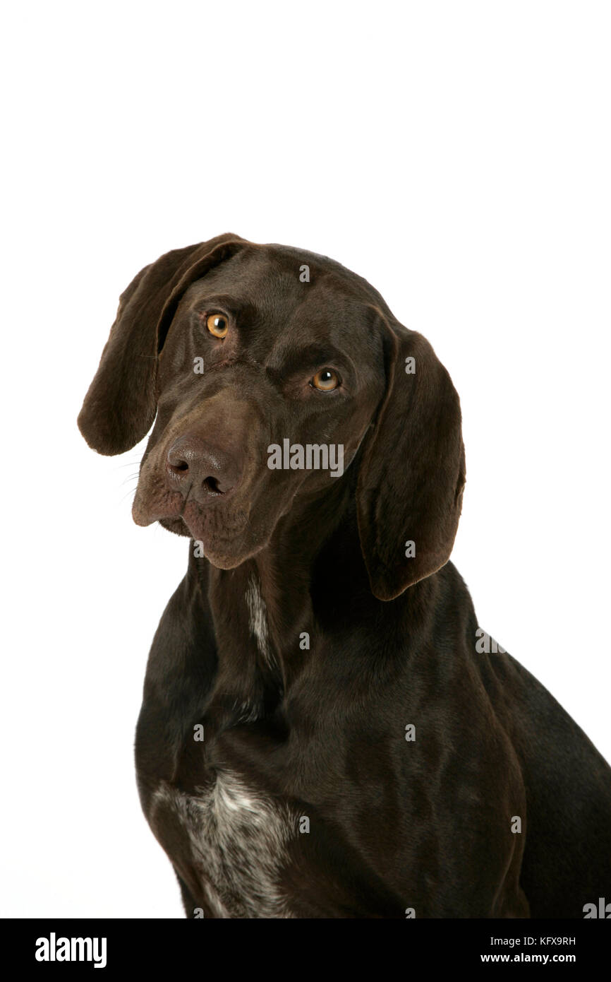 DOG - German shorthaired pointer Stock Photo