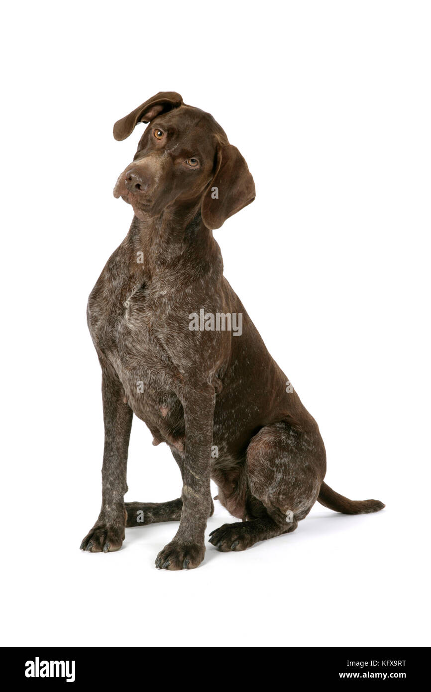 German short-haired pointer / Braque allemand Stock Photo - Alamy