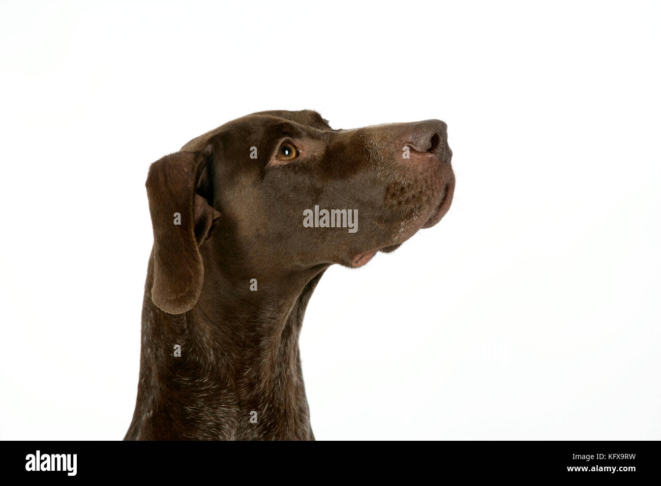 DOG. German shorthaired pointer Stock Photo