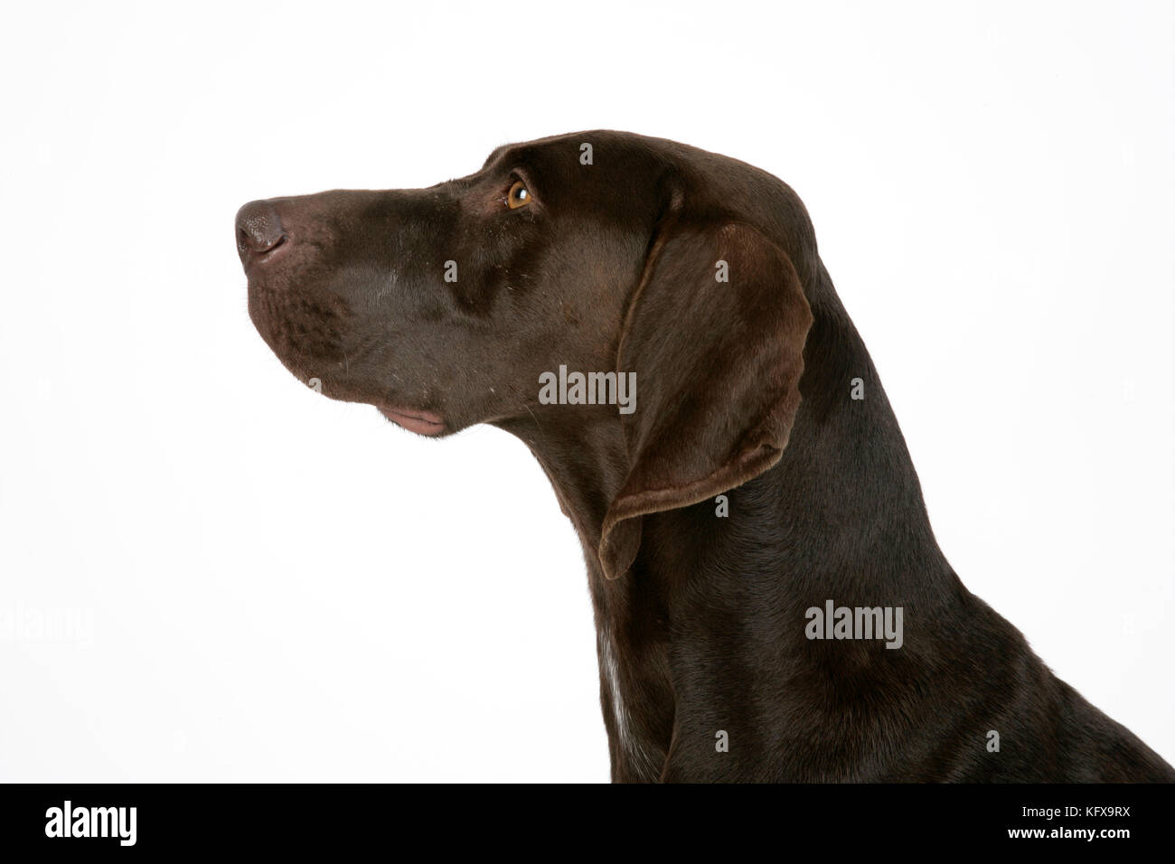 DOG. German shorthaired pointer Stock Photo