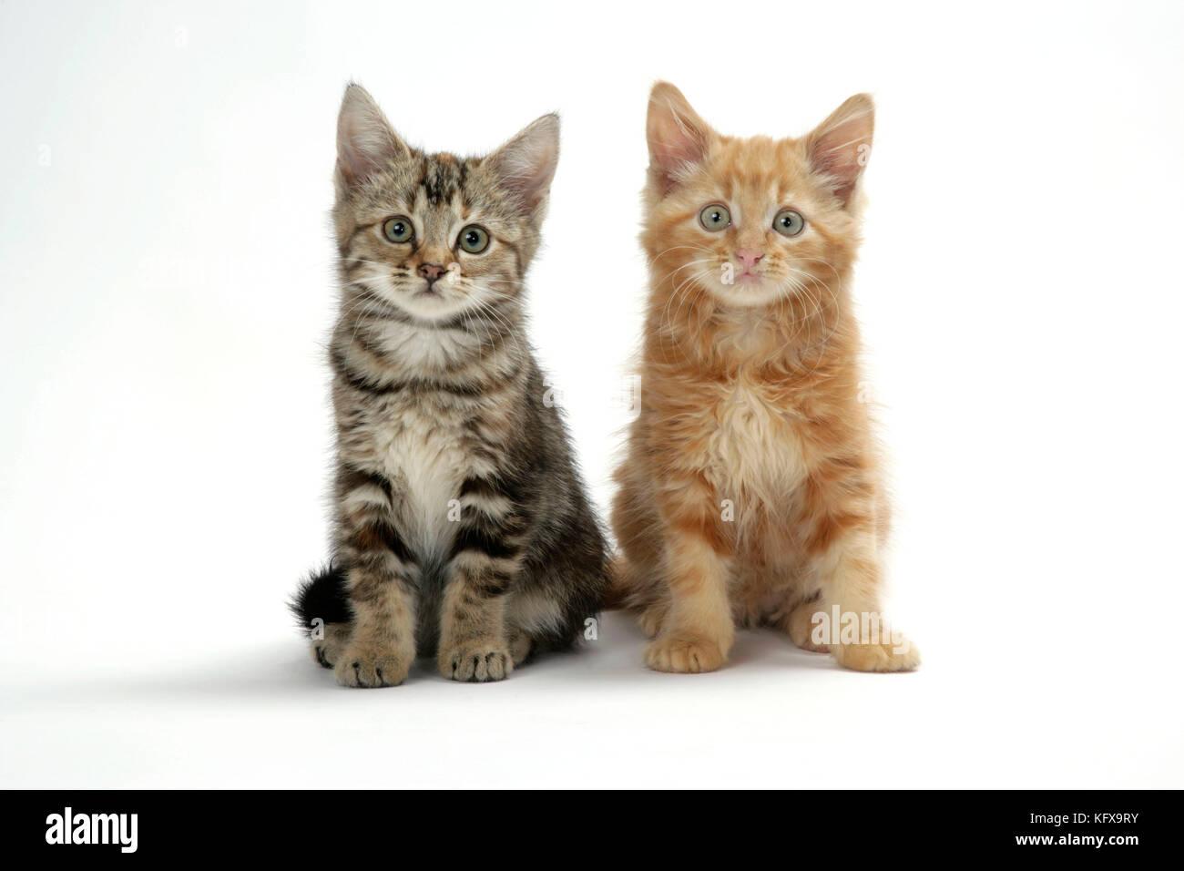 Cat - Two kittens Stock Photo