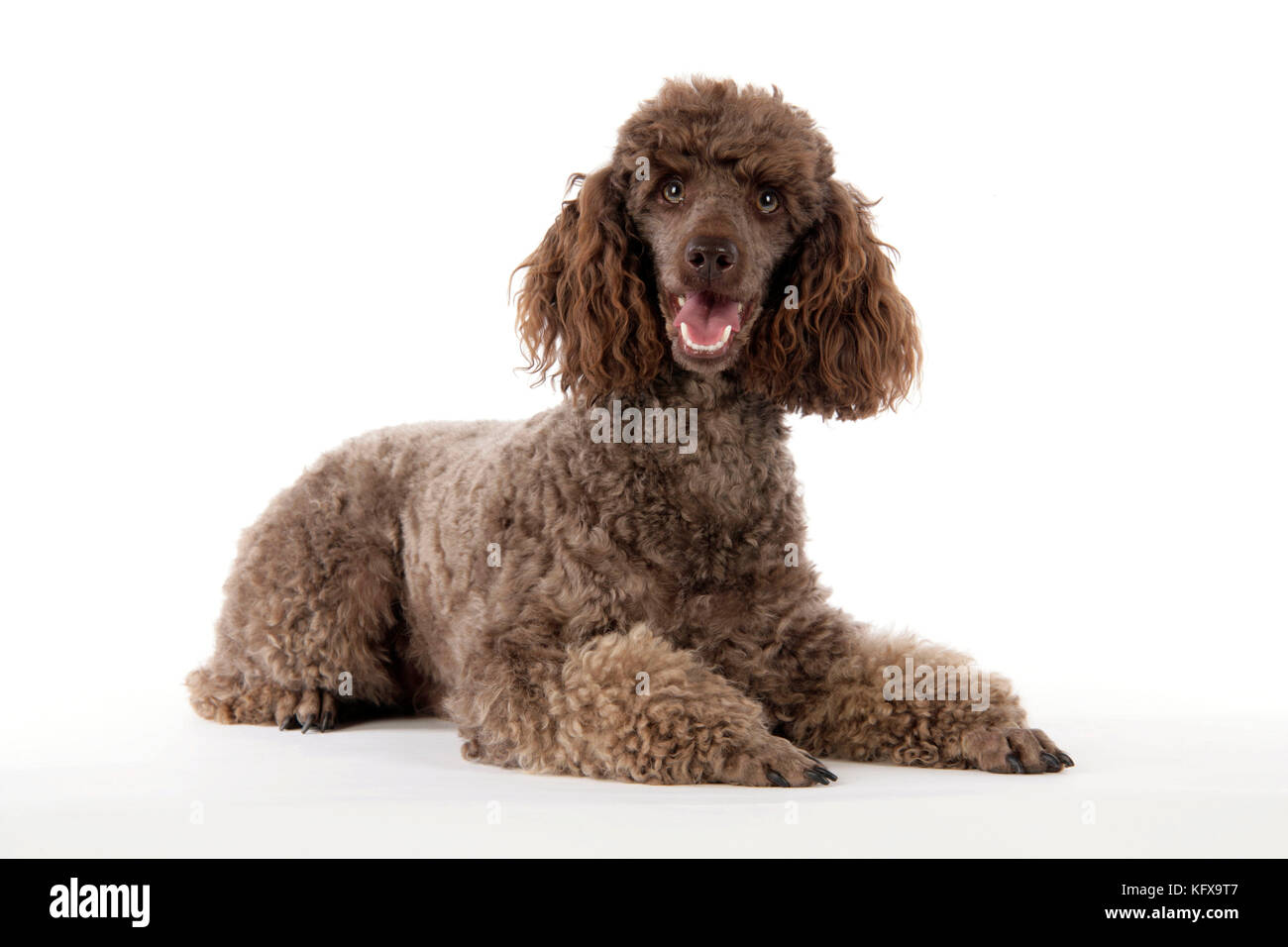 Chocolate mini poodle 2025 for sale