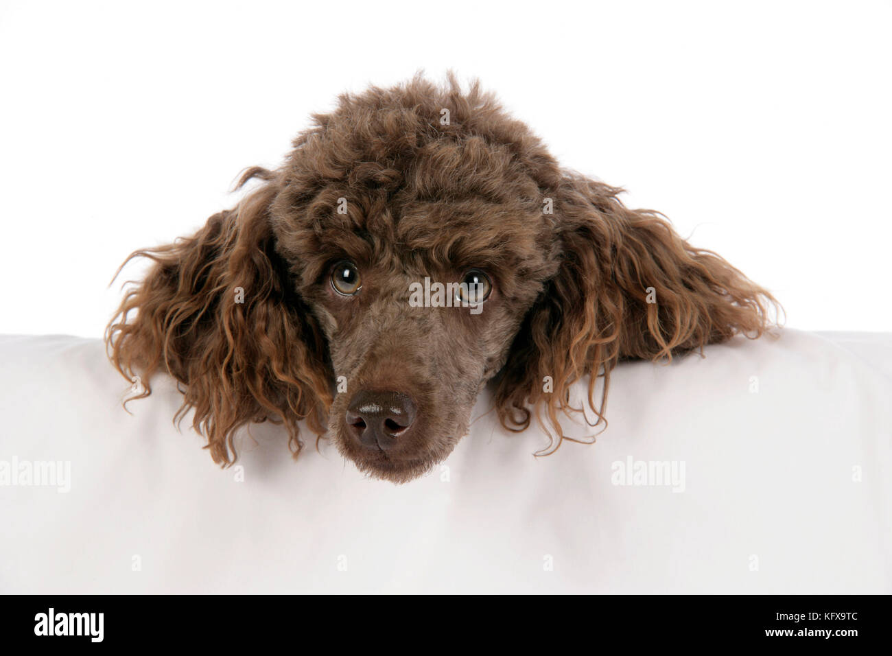 DOG. Brown miniature poodle with head over ledge Stock Photo