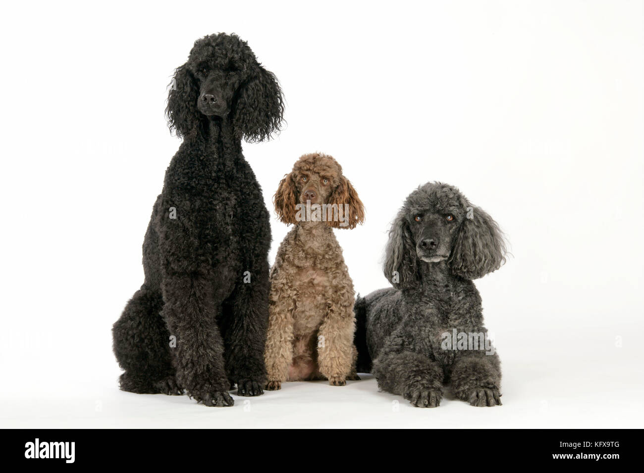DOG. Black poodle, grey poodle and brown miniature poodle Stock Photo