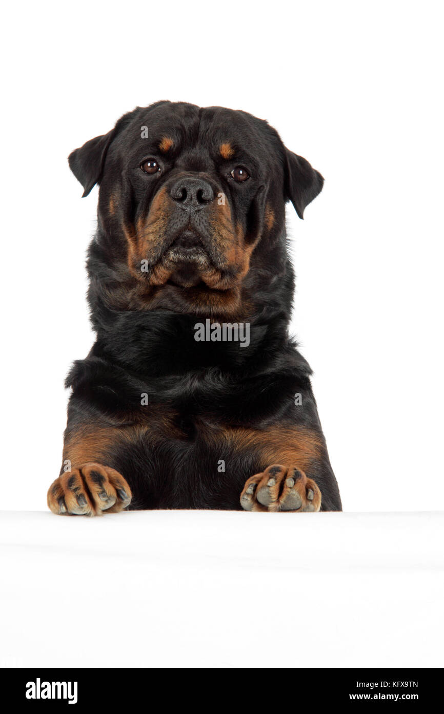 DOG. Rottweiler with paws over ledge Stock Photo