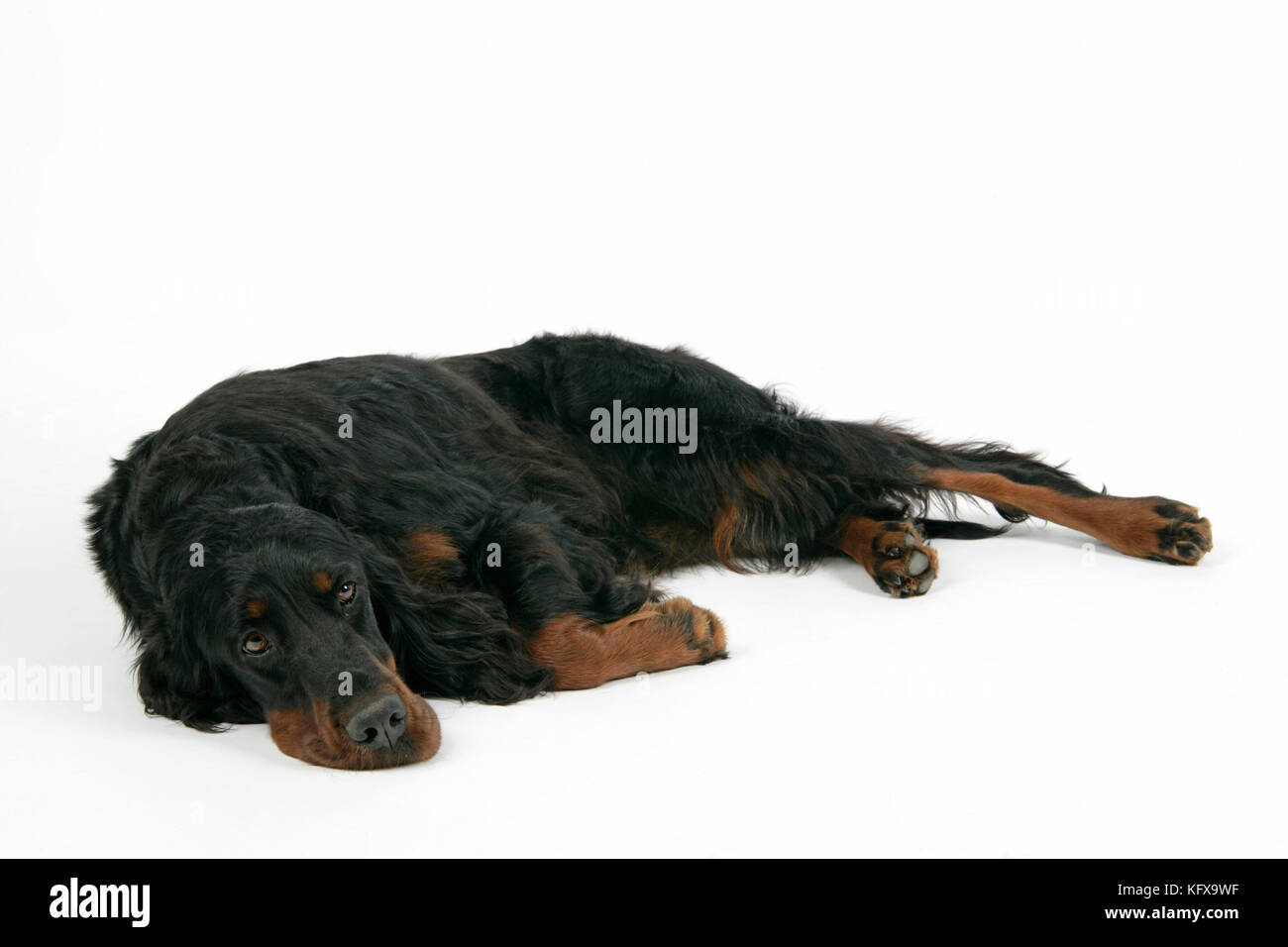 Gordon setter hi-res stock photography and images - Alamy