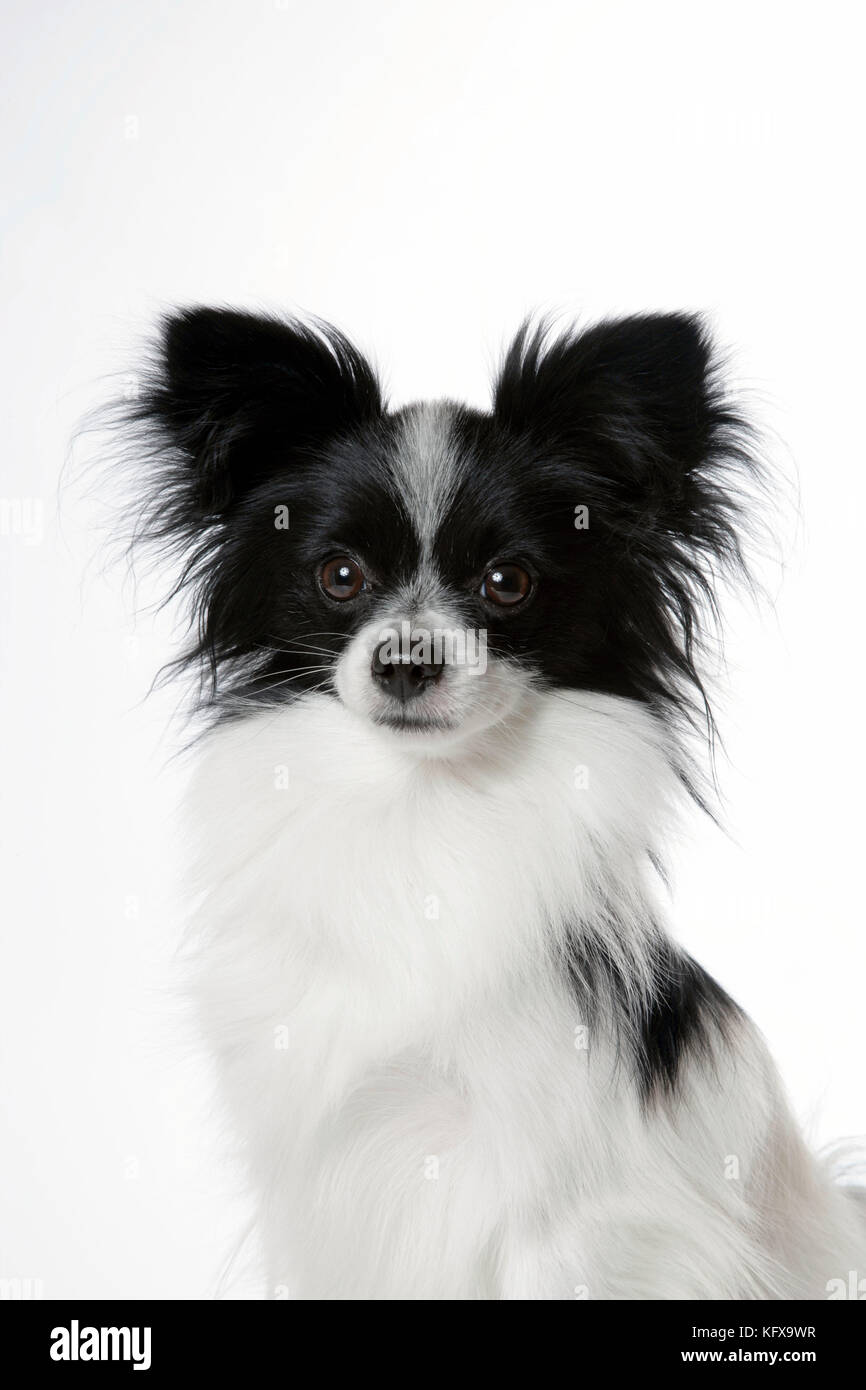 Black and white papillon dog hi-res stock photography and images - Alamy