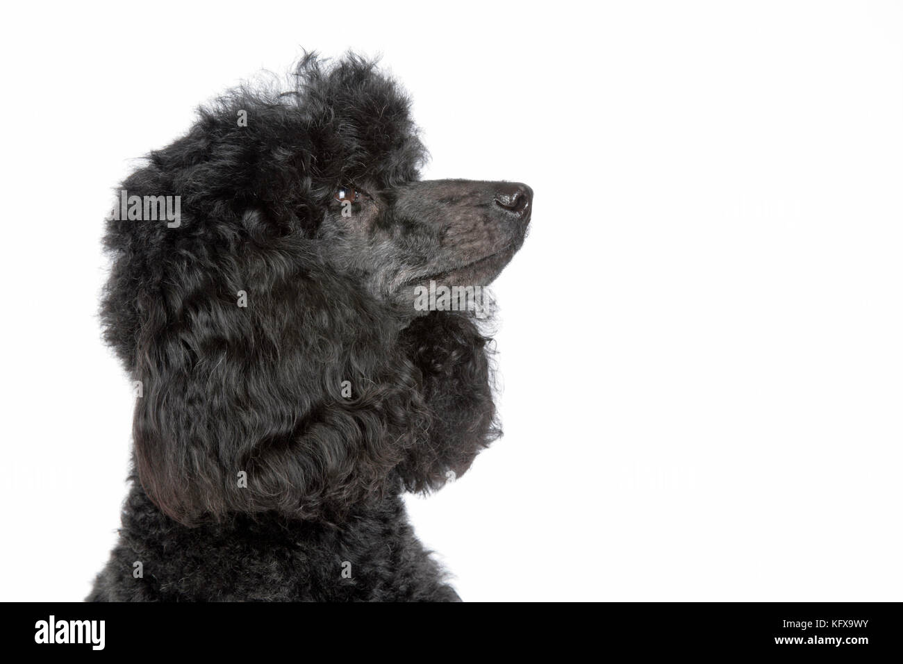 Dog. Black poodle Stock Photo