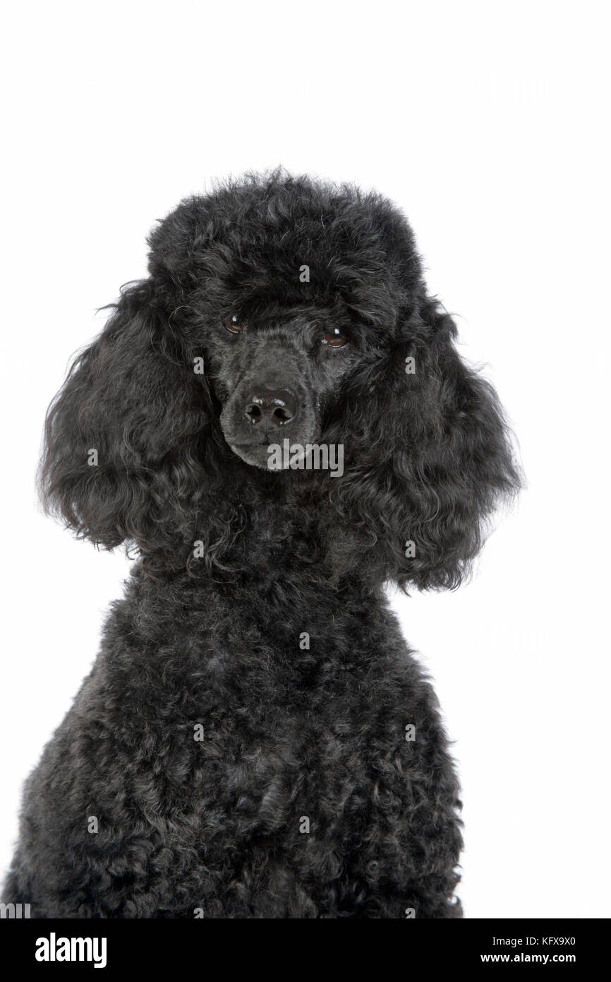 Dog. Black poodle Stock Photo