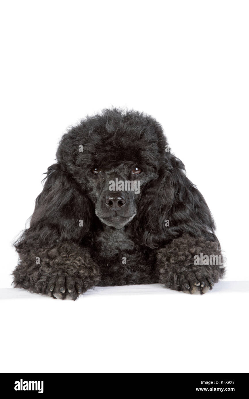 Dog. Black poodle with paws over ledge Stock Photo