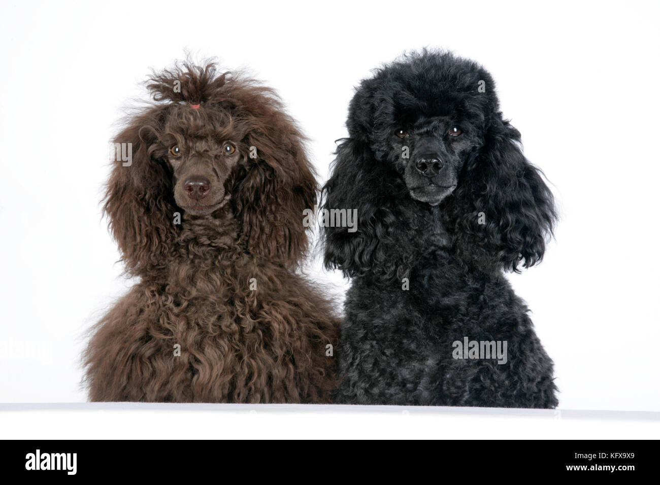 Dog. Brown poodle and black poodle with paws over ledge Stock Photo