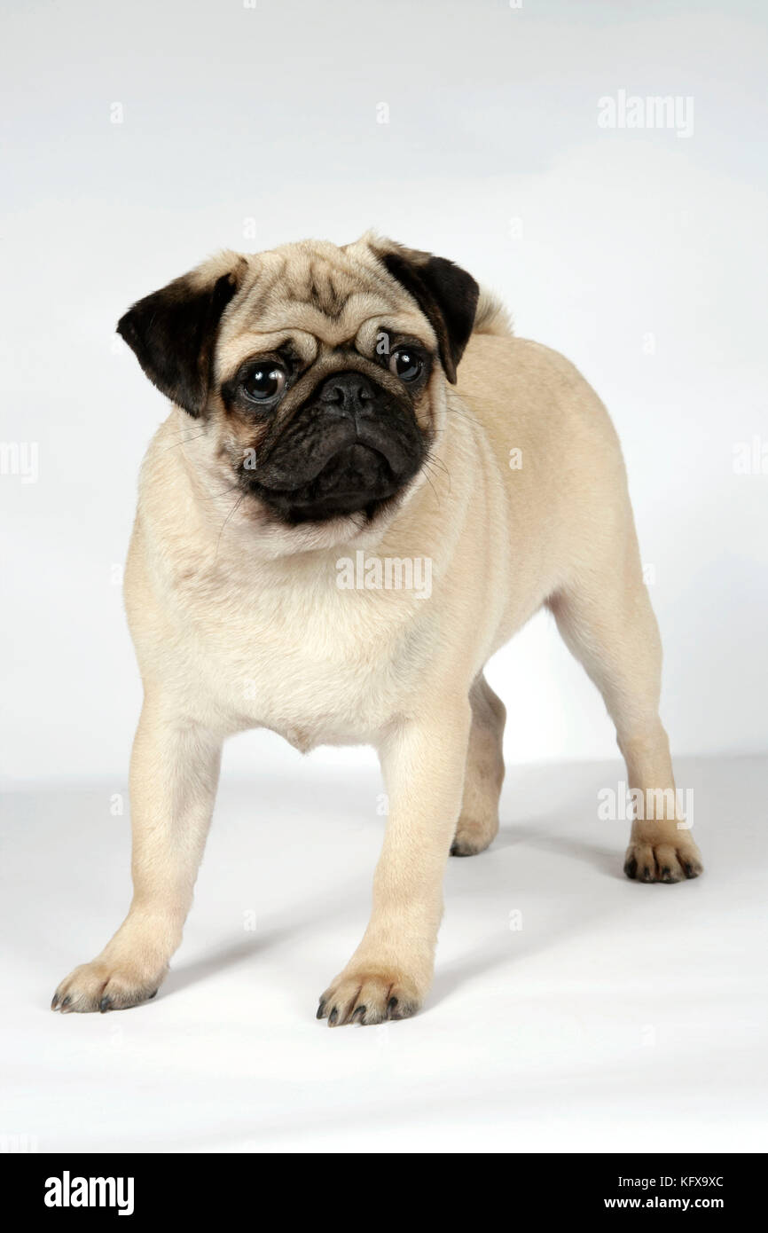 DOG. Fawn pug. Also known as Carlin or Mops Stock Photo Alamy