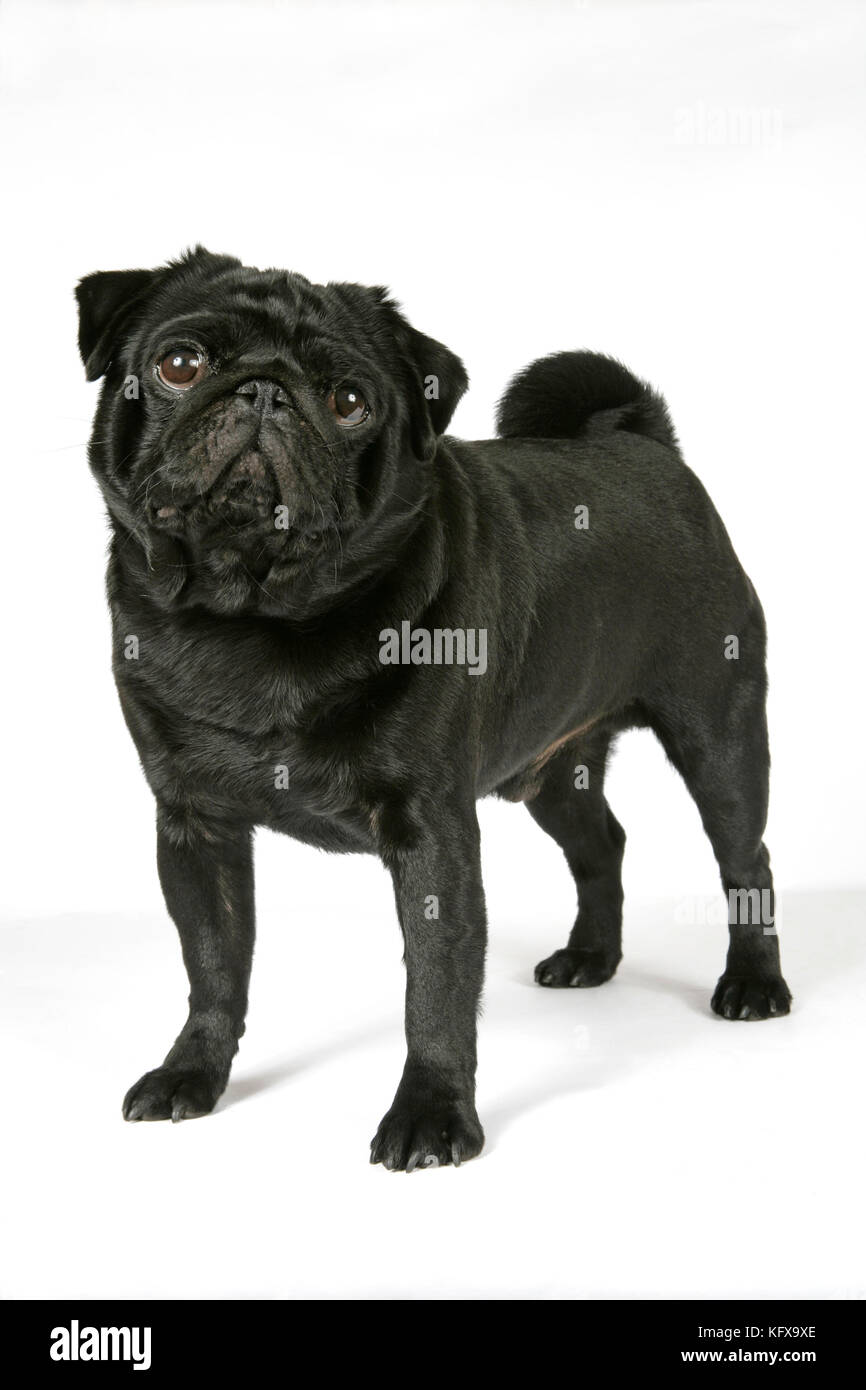 DOG. Black pug. Also known as Carlin or Mops Stock Photo - Alamy