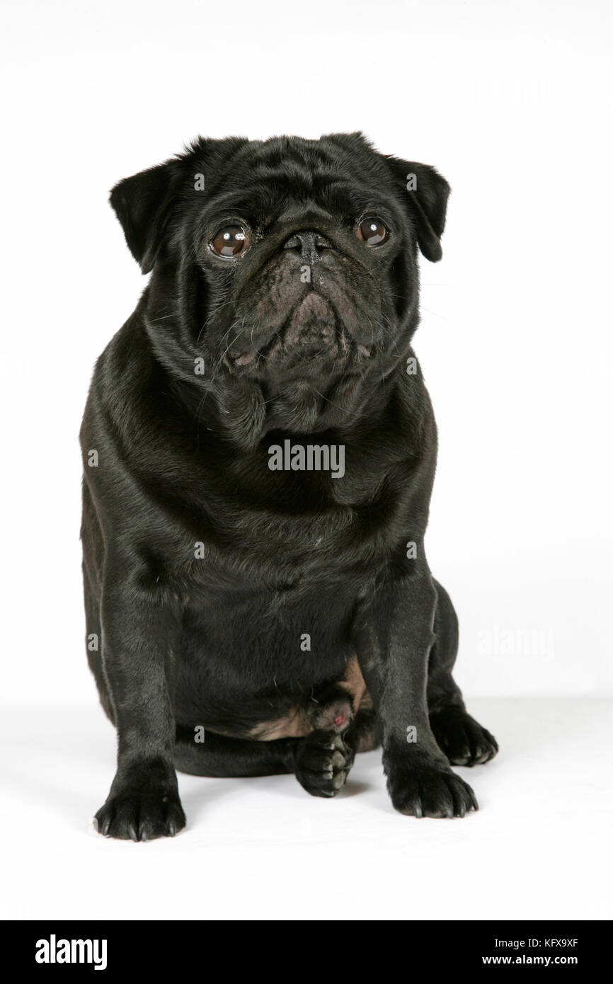 DOG. Black pug.  Also known as Carlin or Mops. Stock Photo