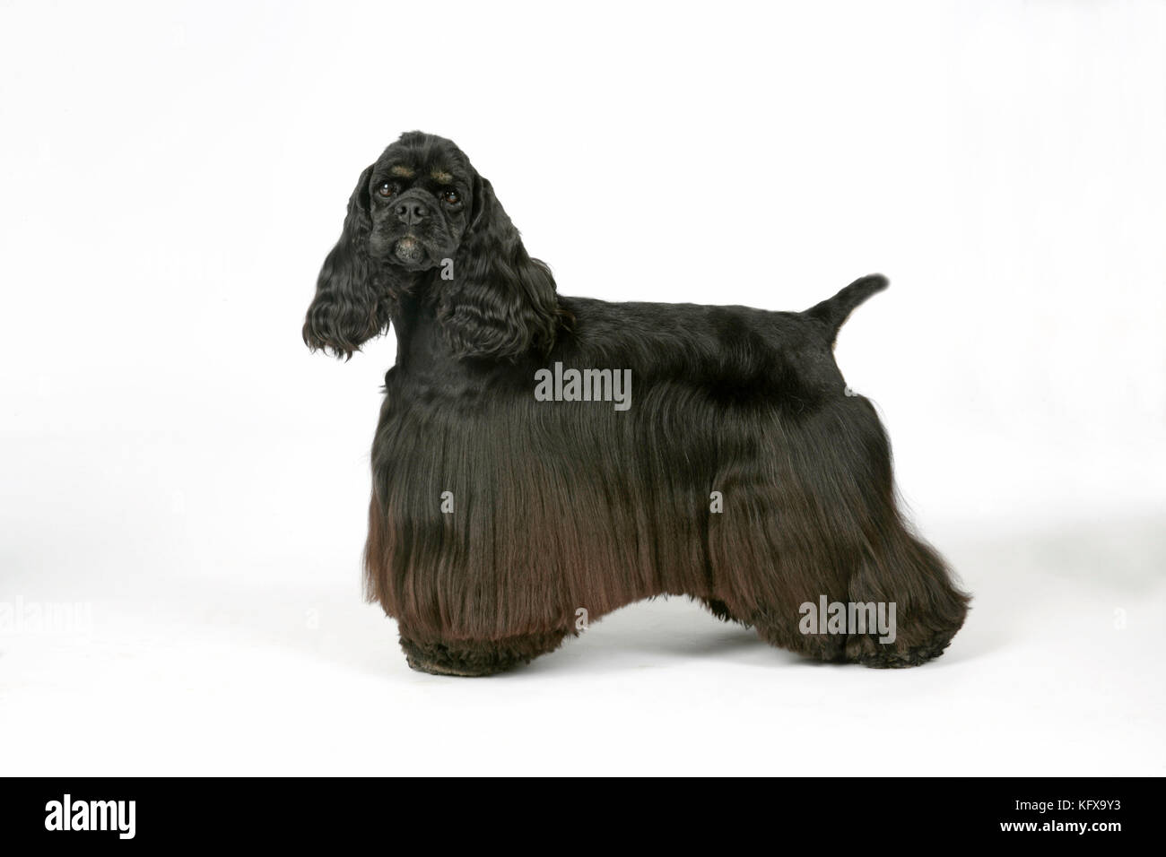 DOG. Black and tan American cocker spaniel Stock Photo