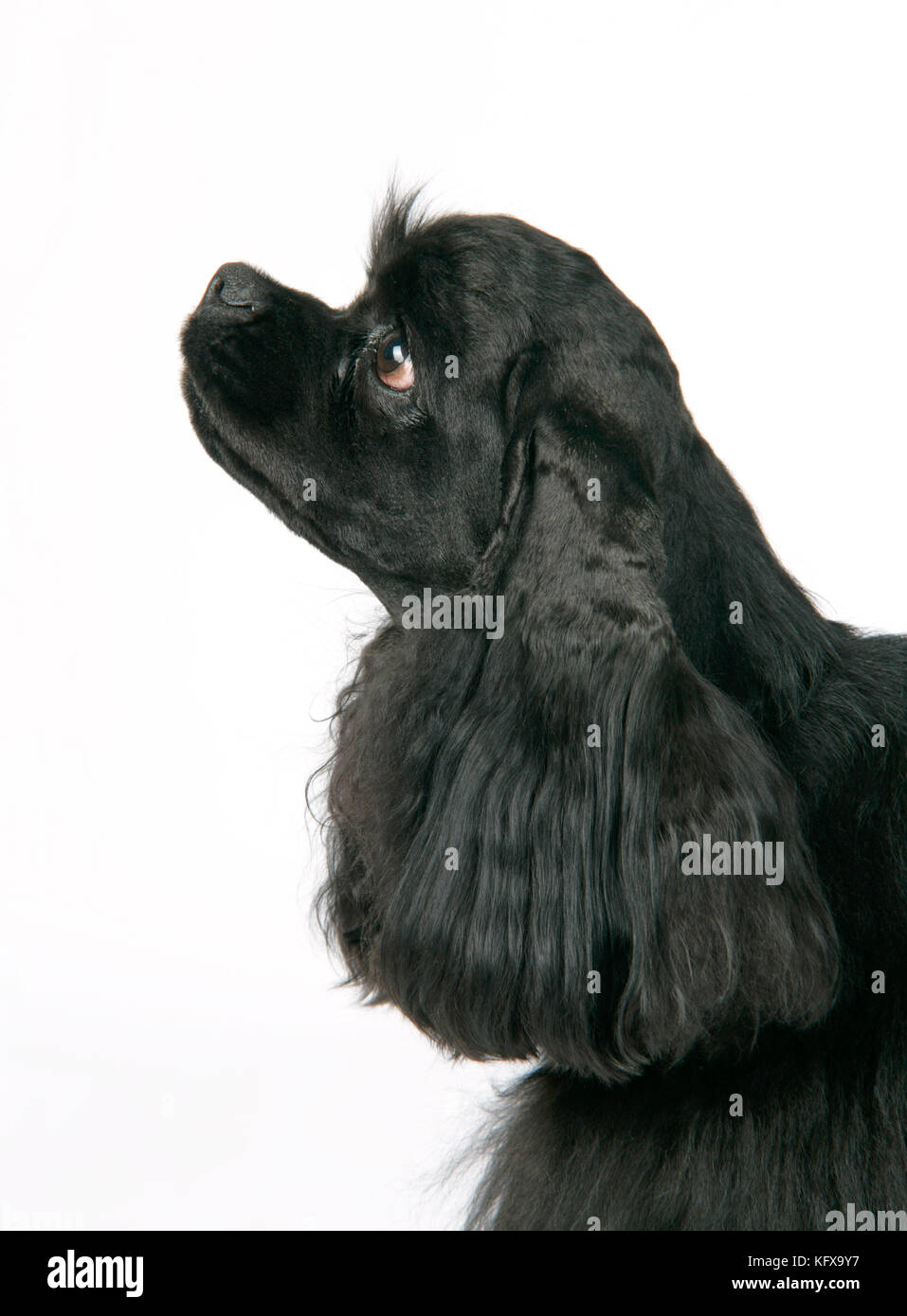 DOG. Black American cocker spaniel Stock Photo - Alamy