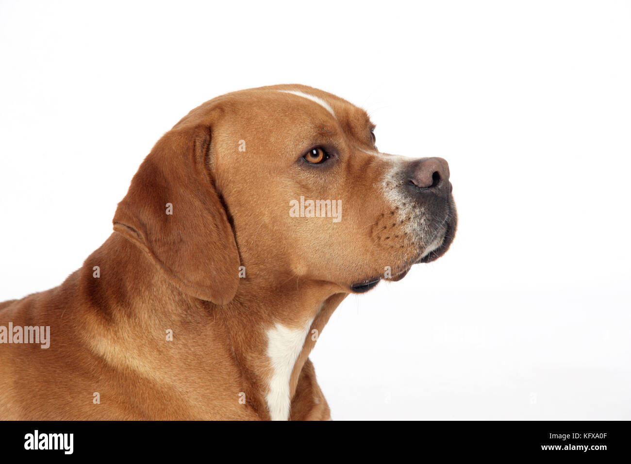 Dog - Perdiguero Portugueso / Portuguese Pointer Stock Photo