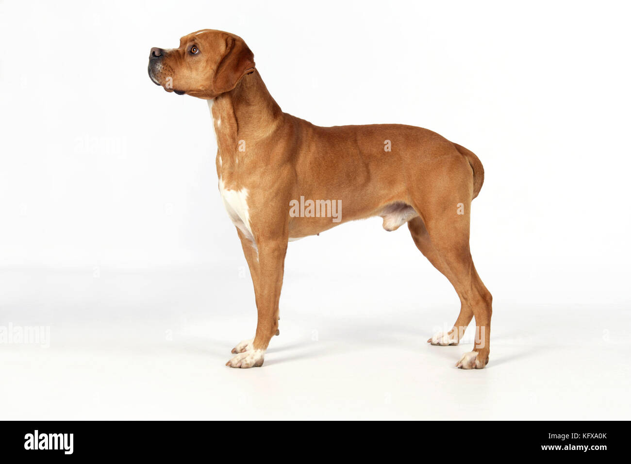 Portuguese Pointer Dog High Resolution Stock Photography and Images - Alamy