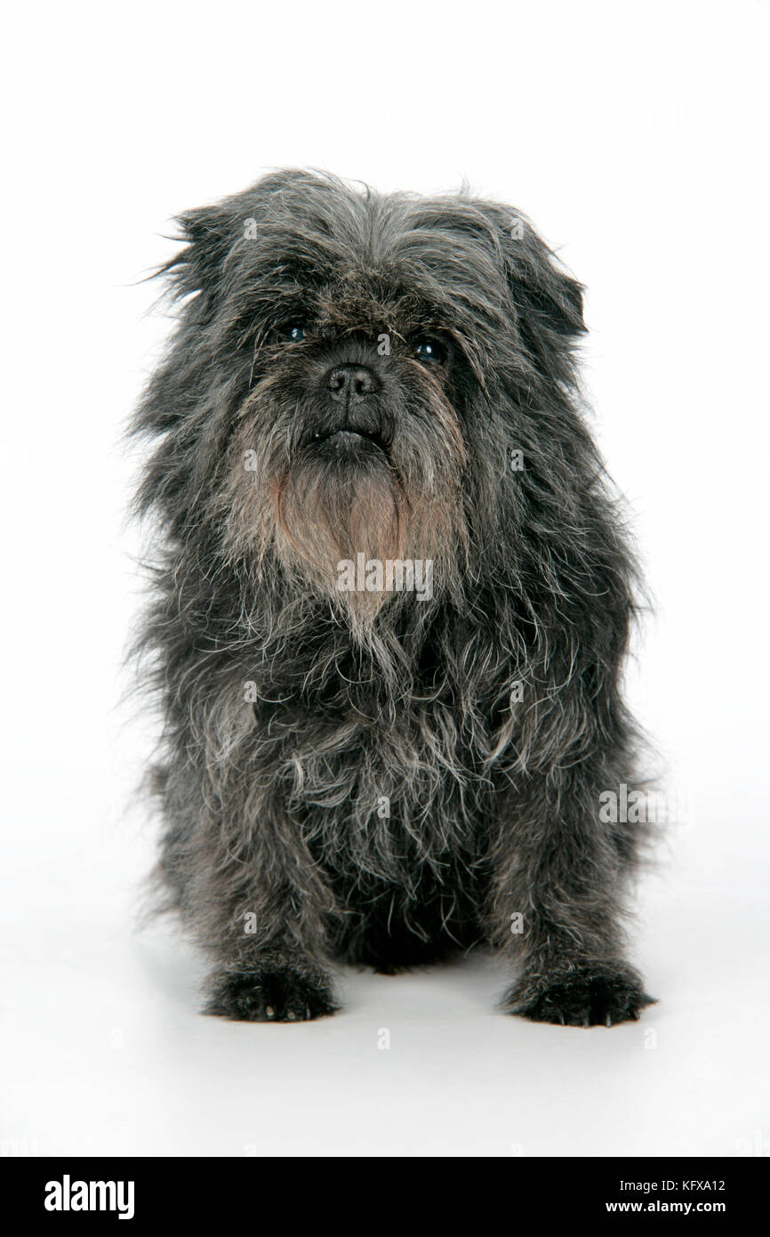 DOG. Affenpinscher Stock Photo: 164691774 Alamy DOG. Affenpinscher Stock Photo: 164691774 Alamy