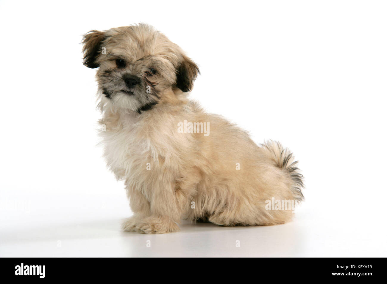 lhasa apso cross