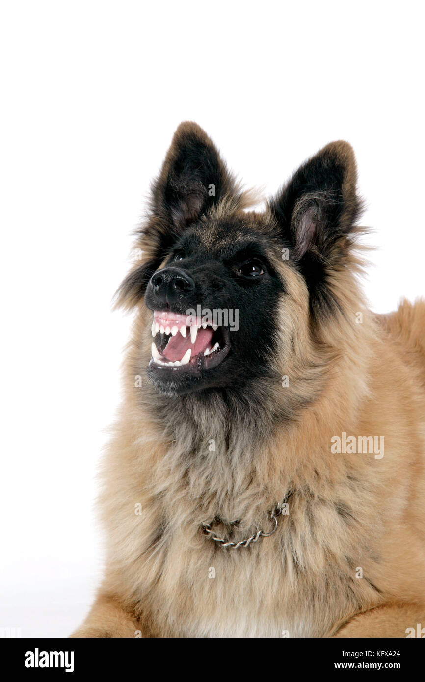DOG. Tervuren - with mouth open, showing teeth Stock Photo