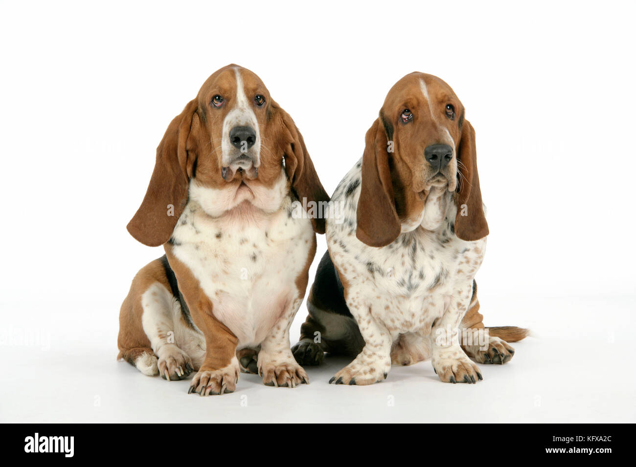 What Size Crate For Basset Hound