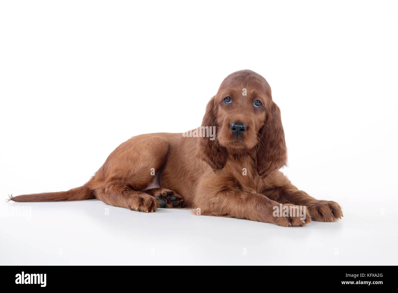 Dog - Irish Setter - Puppy lying down Stock Photo
