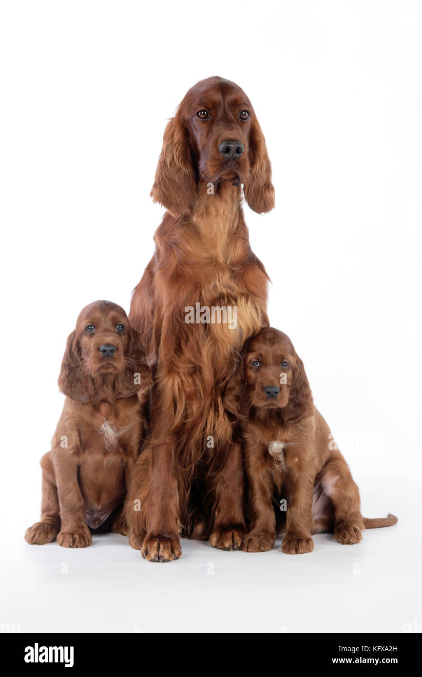 Dog - Irish Setter - Puppies with mother Stock Photo