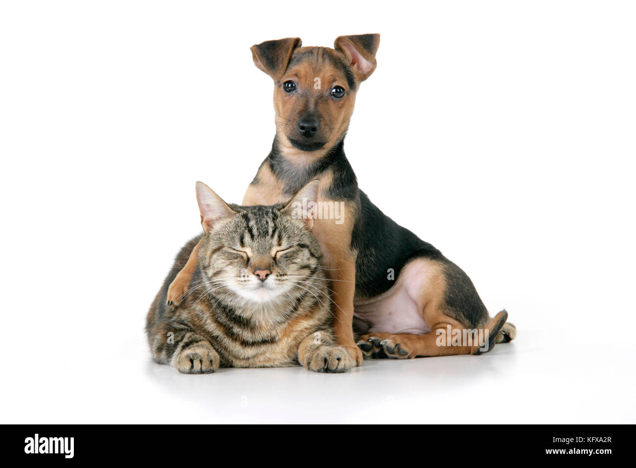 Dog - Chihuahua cross Dachshund - 7 week old puppy with Tabby cat Stock Photo