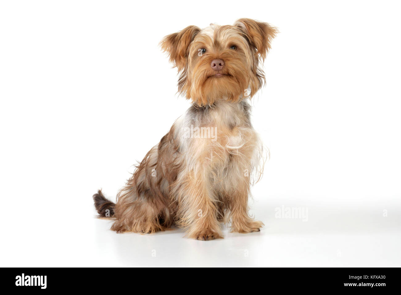 Dog - Poodle X Yorkie, ( Yoodle or Yorkie Poo ). Cross breed of Poodle and Yorkshire Terrier. Stock Photo