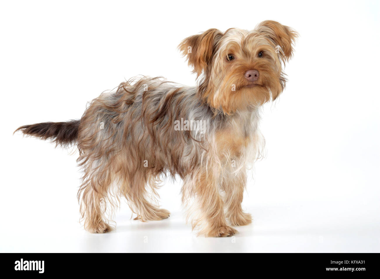 Dog - Poodle X Yorkie ( Yoodle or Yorkie Poo ). Cross breed of Poodle and Yorkshire Terrier. Stock Photo