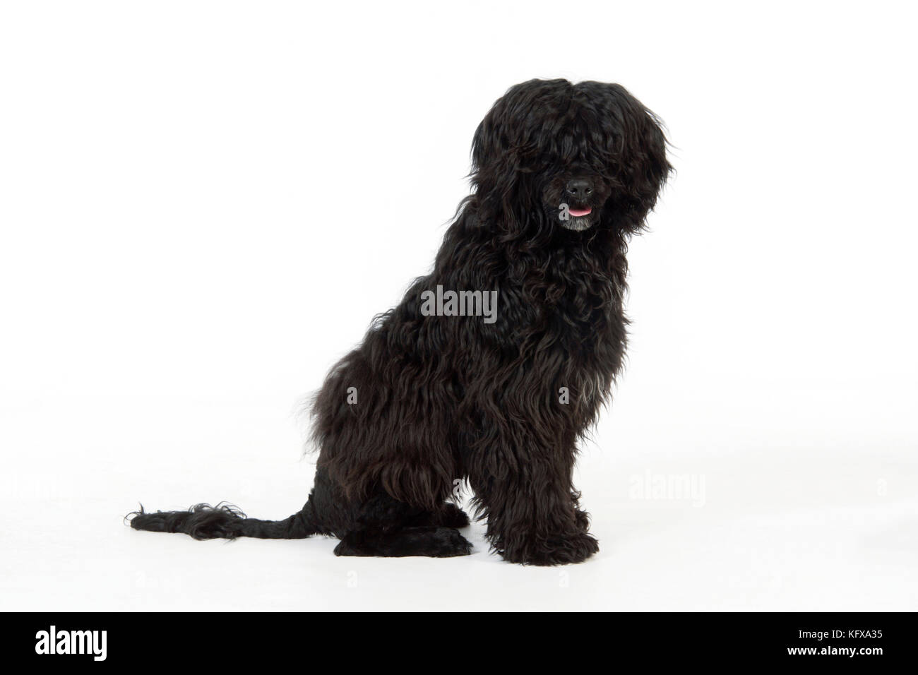 Portuguese Water Dog - sitting (9 months old) Stock Photo