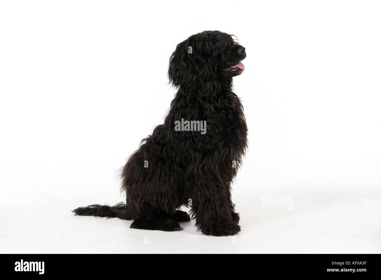 Portuguese Water Dog - sitting (9 months old) Stock Photo