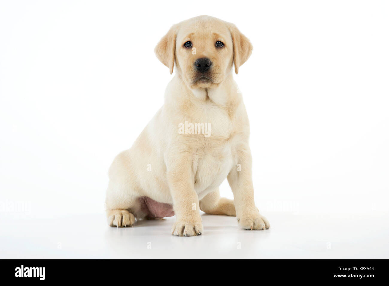 8 week labrador puppy