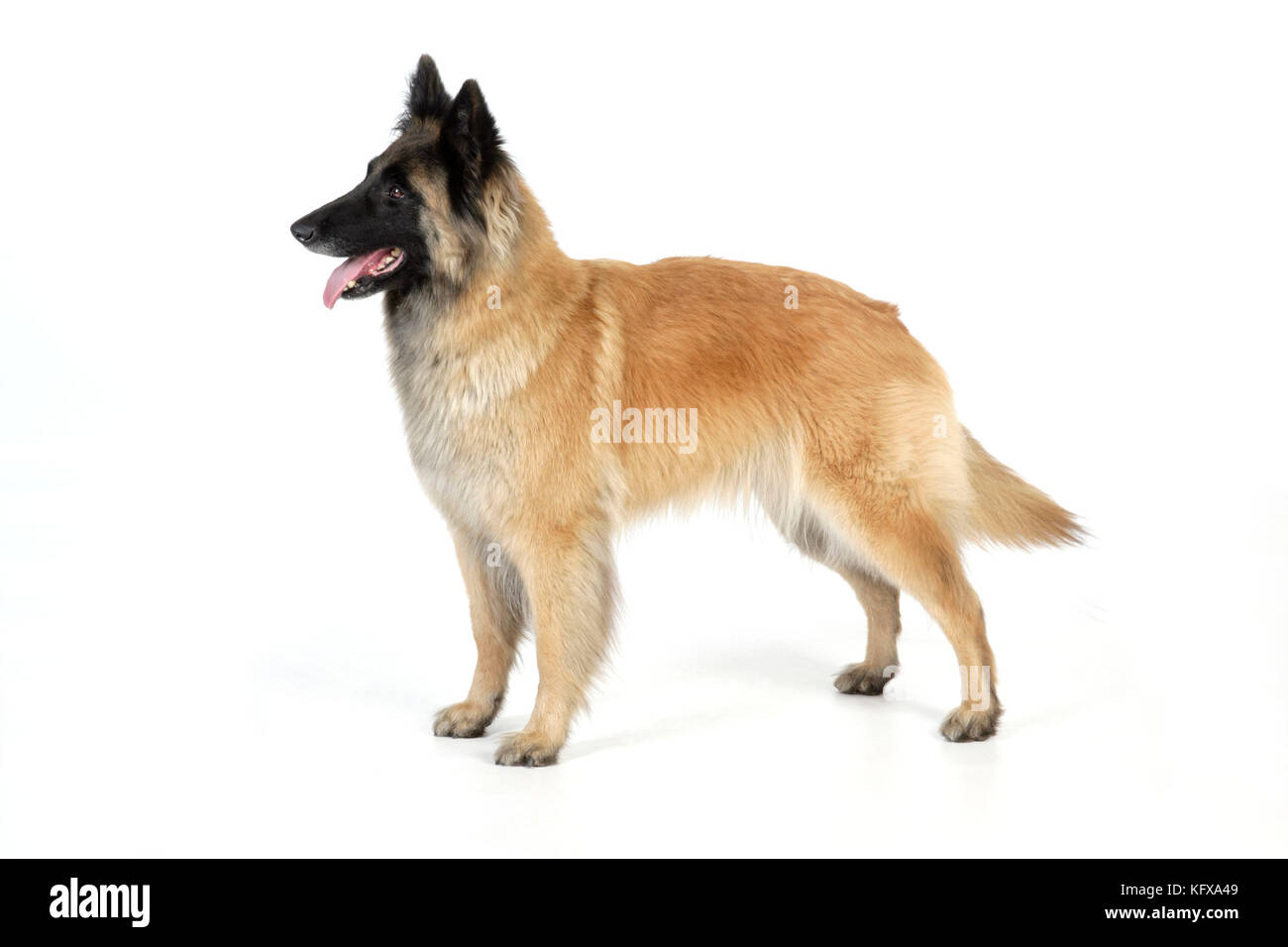 DOG  Posture.  relaxed Stock Photo