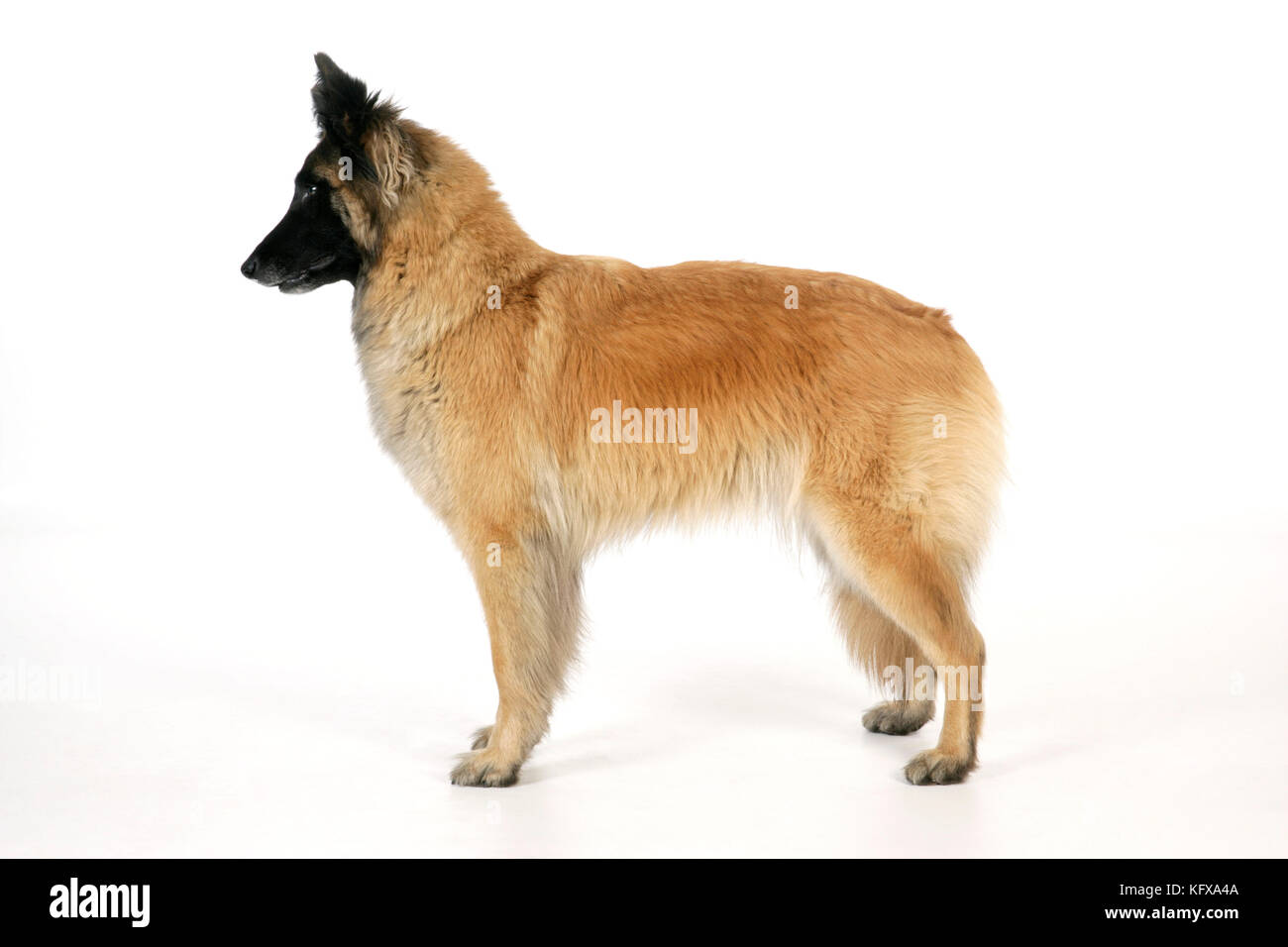 DOG Posture. alert, looking at something interesting Stock Photo