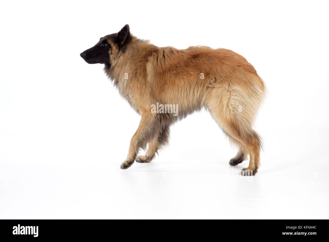 DOG Posture. Fearful Stock Photo
