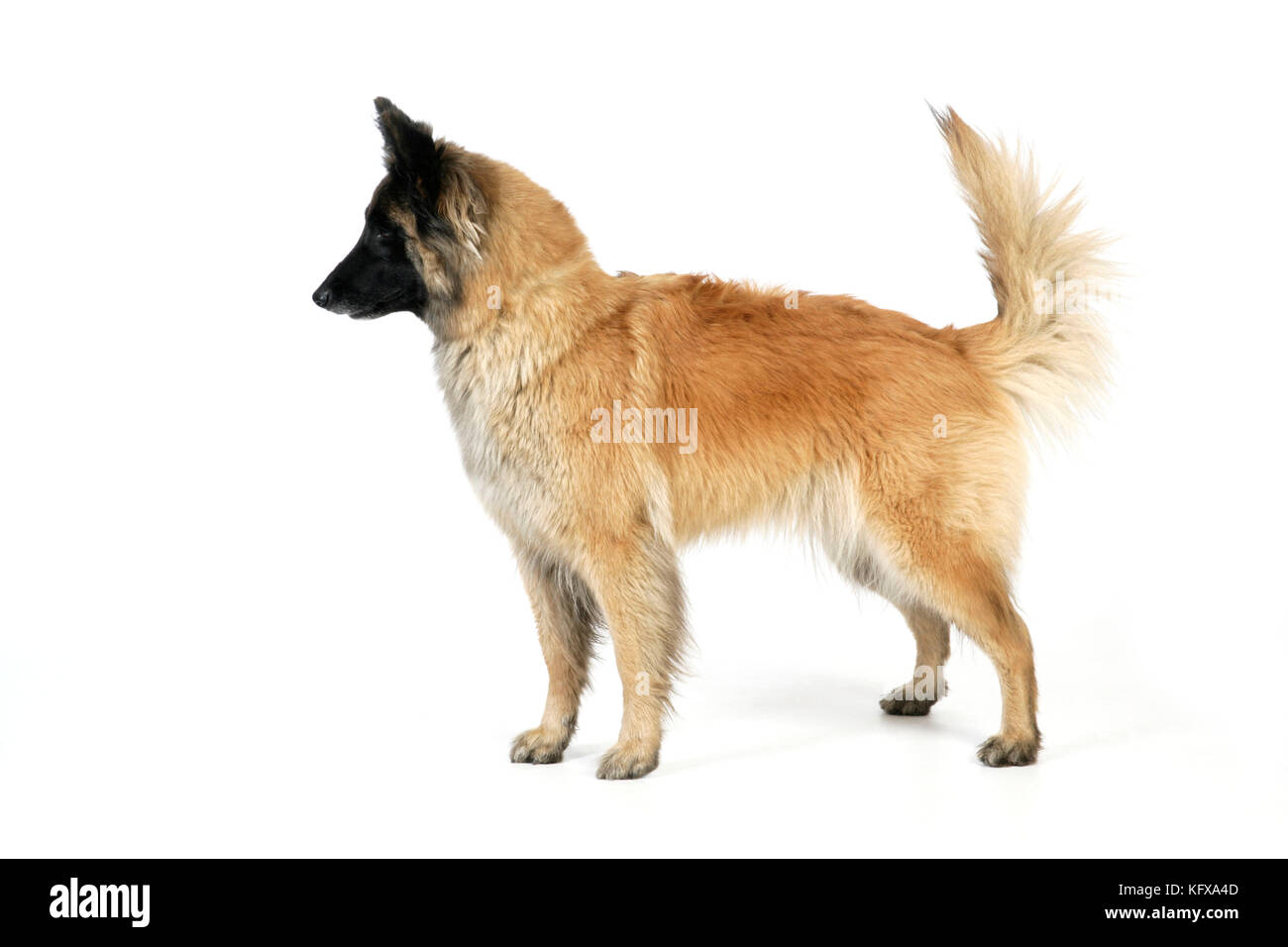 DOG Posture. Dominant Stock Photo