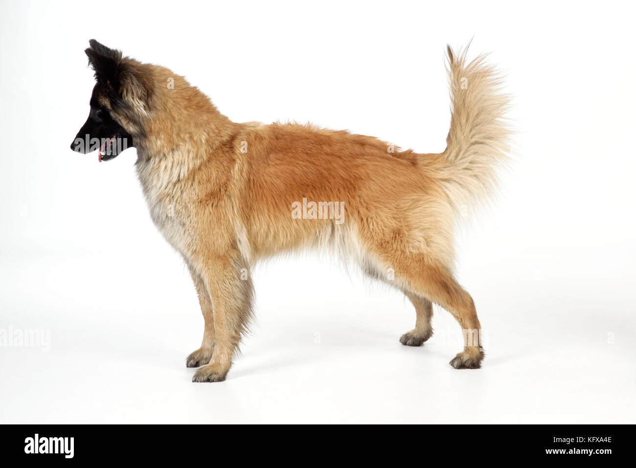 DOG Posture. Dominant Stock Photo