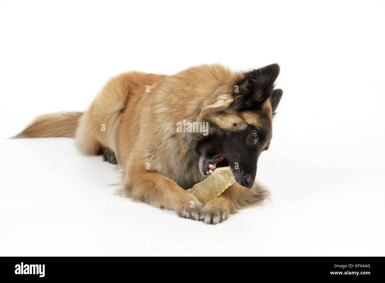 Dog chewing on a toy Stock Photo