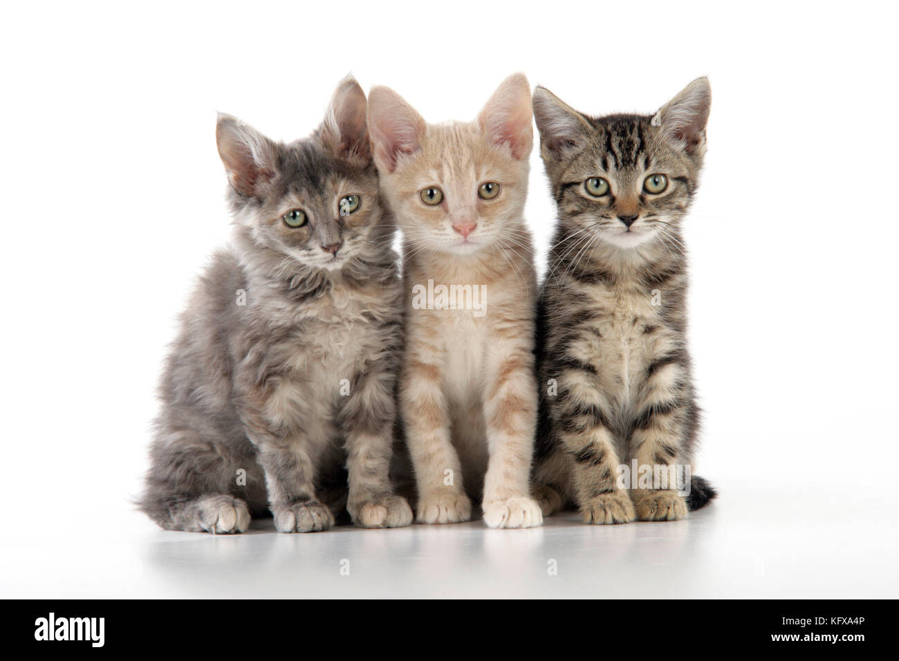 CAT. three kittens Stock Photo
