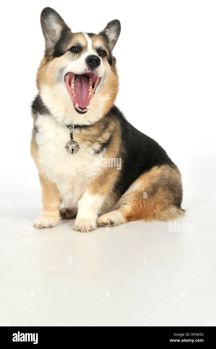 DOG. older dog with a bell attached to collar Stock Photo