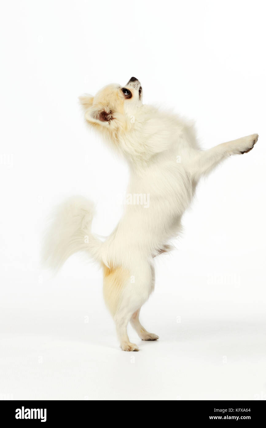Chihuahua Dog - standing up on back legs Stock Photo