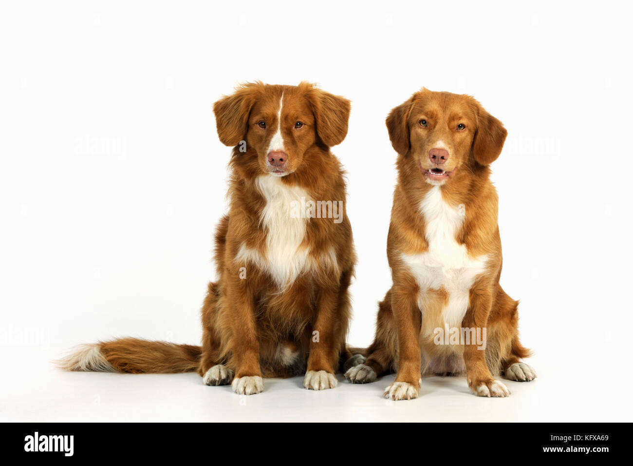Dog. Nova Scotia Duck Tolling Retriever Stock Photo Alamy