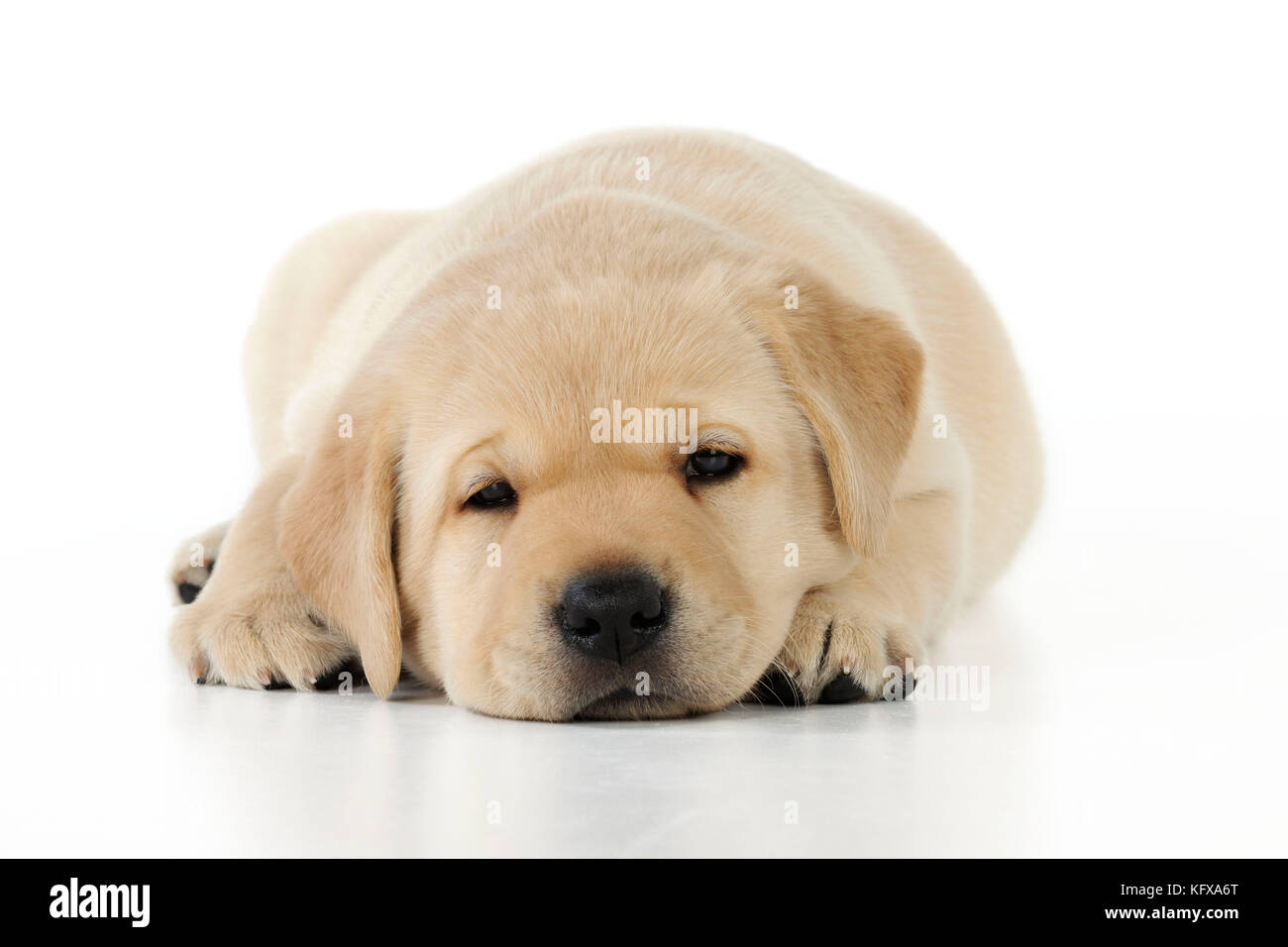 DOG. yellow labrador puppy lying down Stock Photo - Alamy