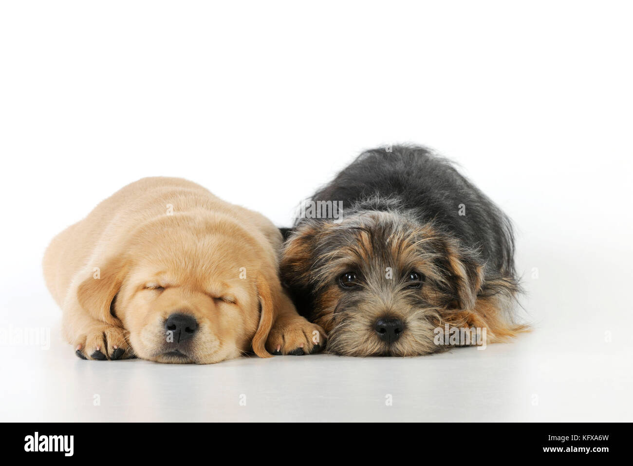 DOG. Yellow labrador puppy lying next to norfolk terrier puppy Stock Photo