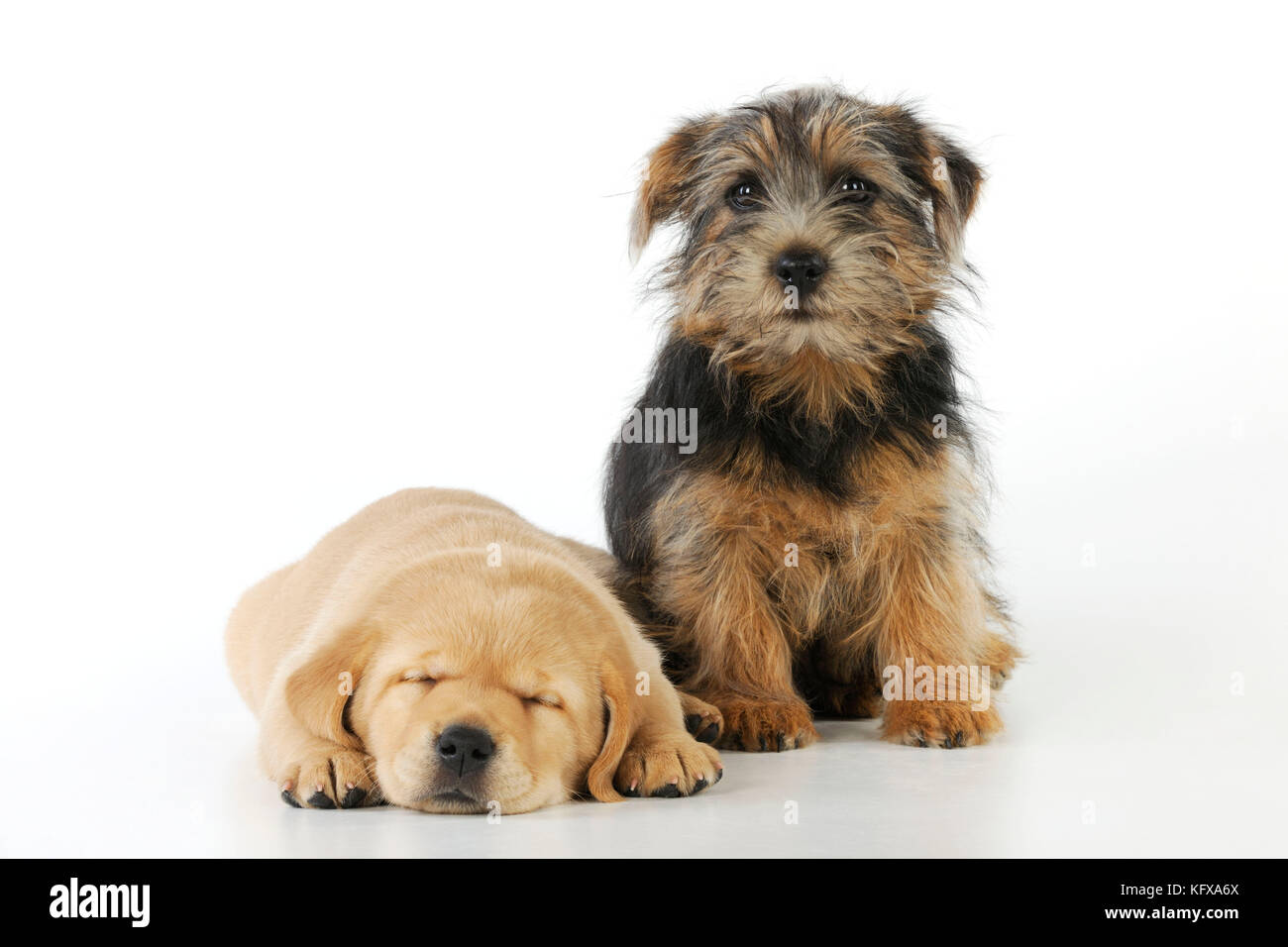 DOG. Yellow labrador puppy lying next to norfolk terrier puppy sitting Stock Photo