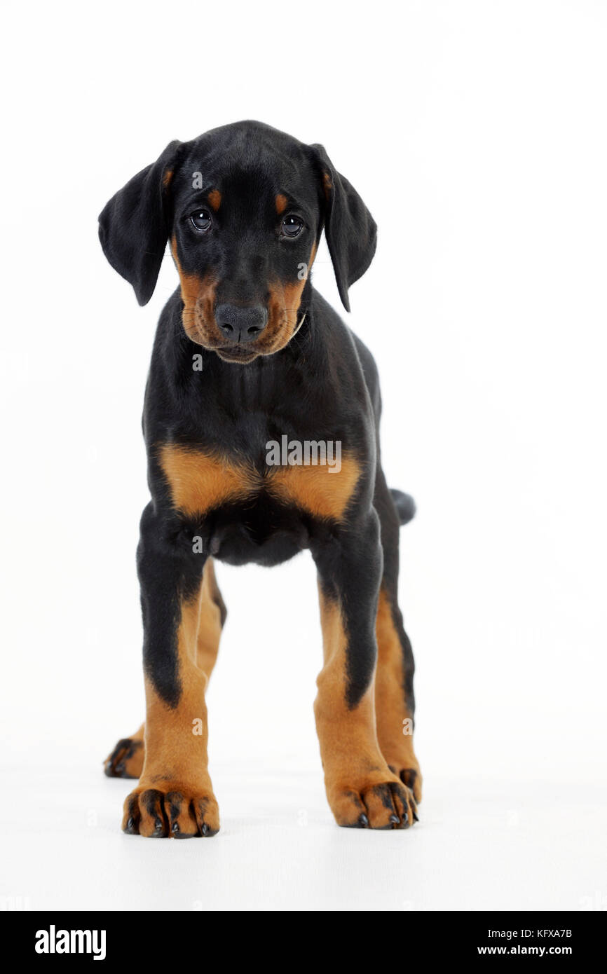 Dog. Dobermann puppy Stock Photo