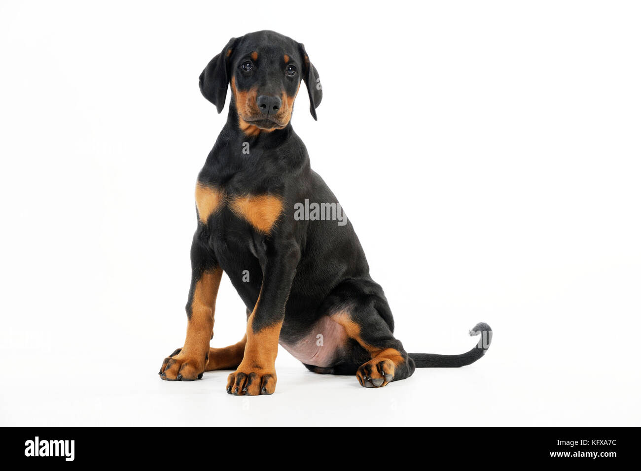 Dog. Dobermann puppy Stock Photo